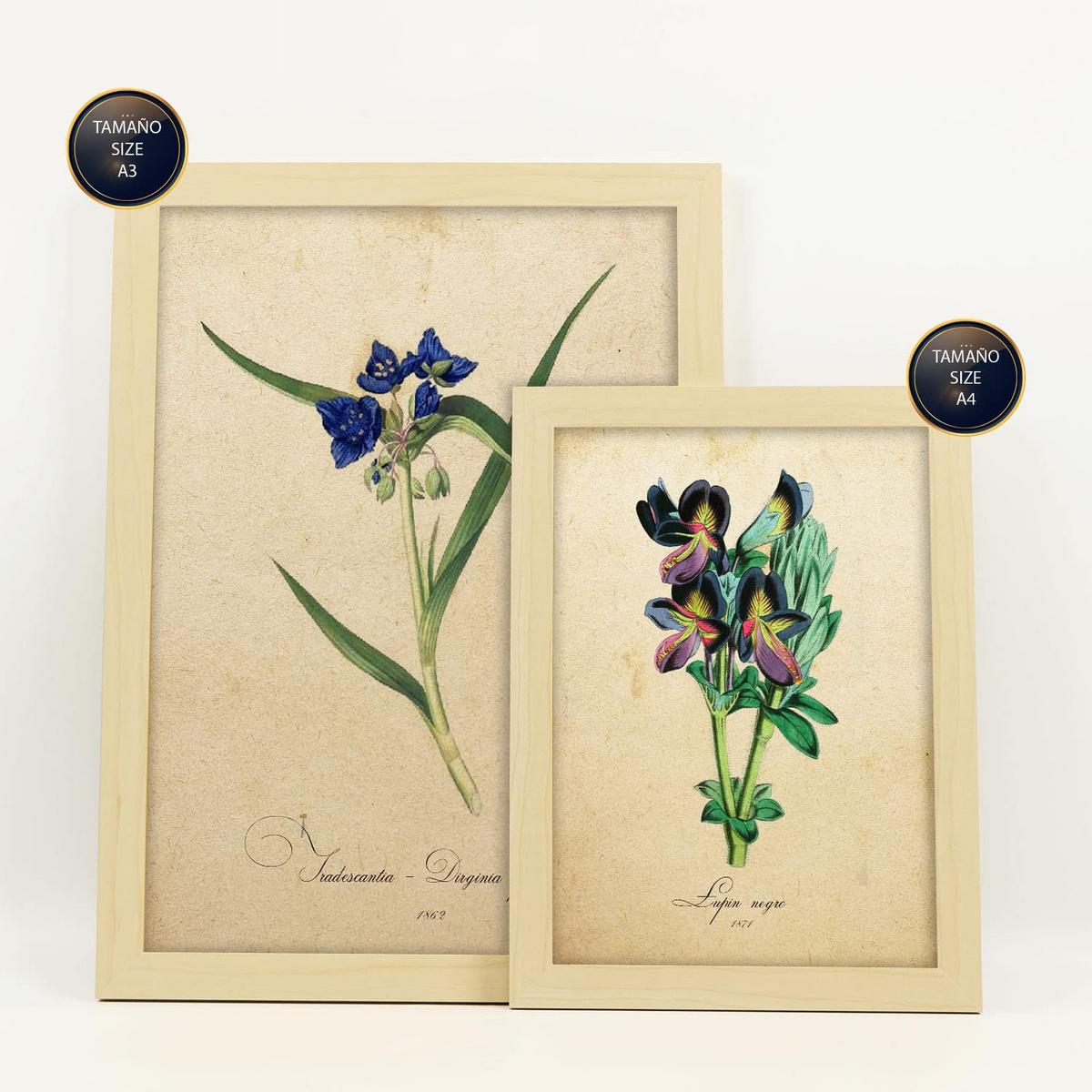 POSTER Set Mit 6 Blaue Blumen Vollfarbige Natur Und Botanikdrucke Mit Blumenmotiven Im Vintage Papier Stil A3 & A4 Rahmen Aus Hellem Holz - Beige, Papier (29/3cm) - Nacnic