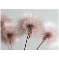 FOTOTAPETE Pusteblume Boho Wohnzimmer 400x280 - Multicolor, Papier (400/280cm) - Wallarena