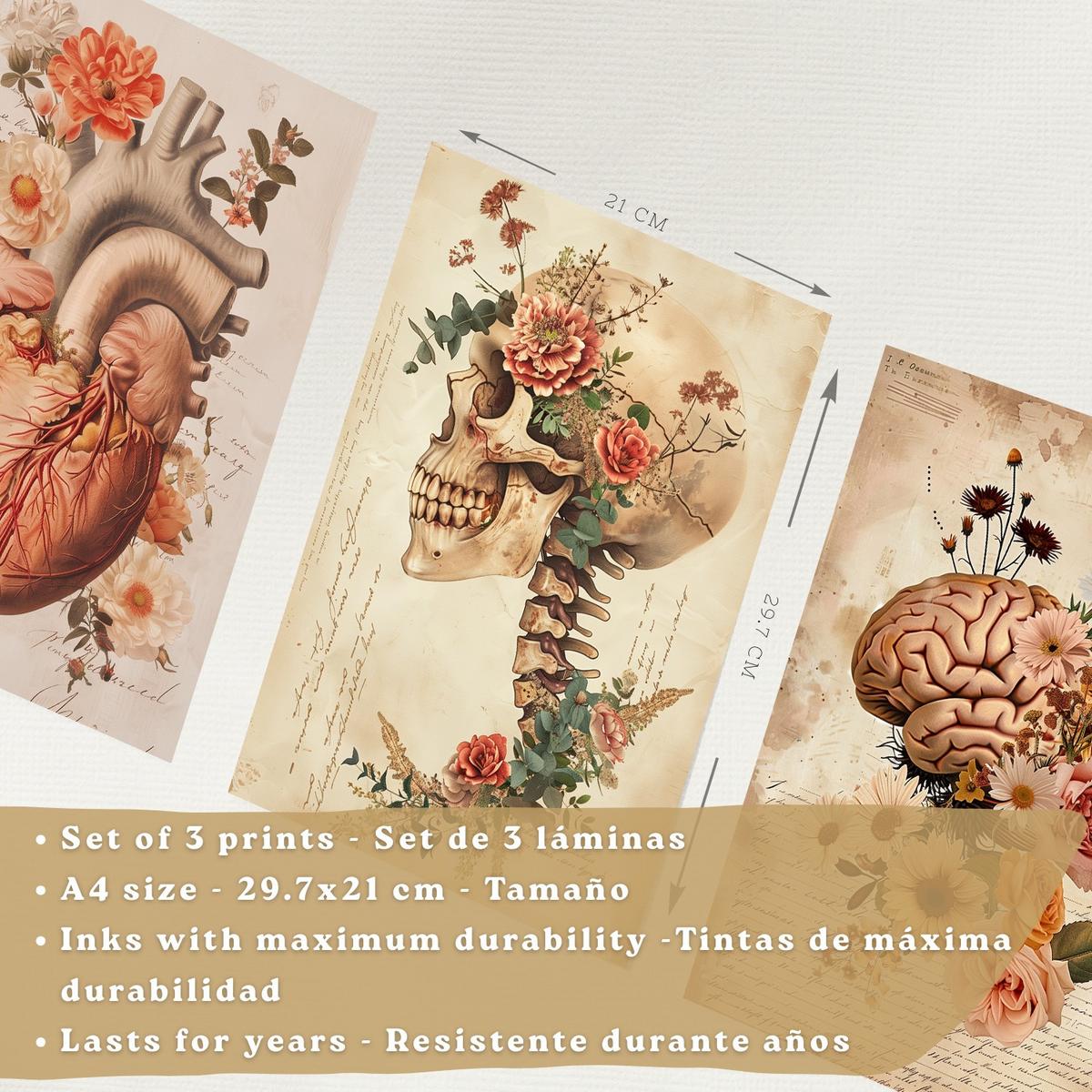 POSTER Set aus 3 Anatomie Mensch Drucke und Wandbilder mit Herz Gehirn und Schädel Vintage Floraler Stil Wanddekoration Größe Schwarzer Rahmen A4 - Schwarz, Papier (21/29.7/3cm) - Nacnic
