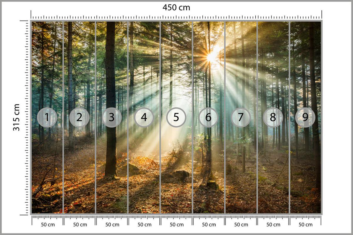 FOTOTAPETE für Wohnzimmer Herbstwald Sonnenuntergang Bäume Natur 450x315 - Beige/Gelb, Papier (450/315cm) - Muralo