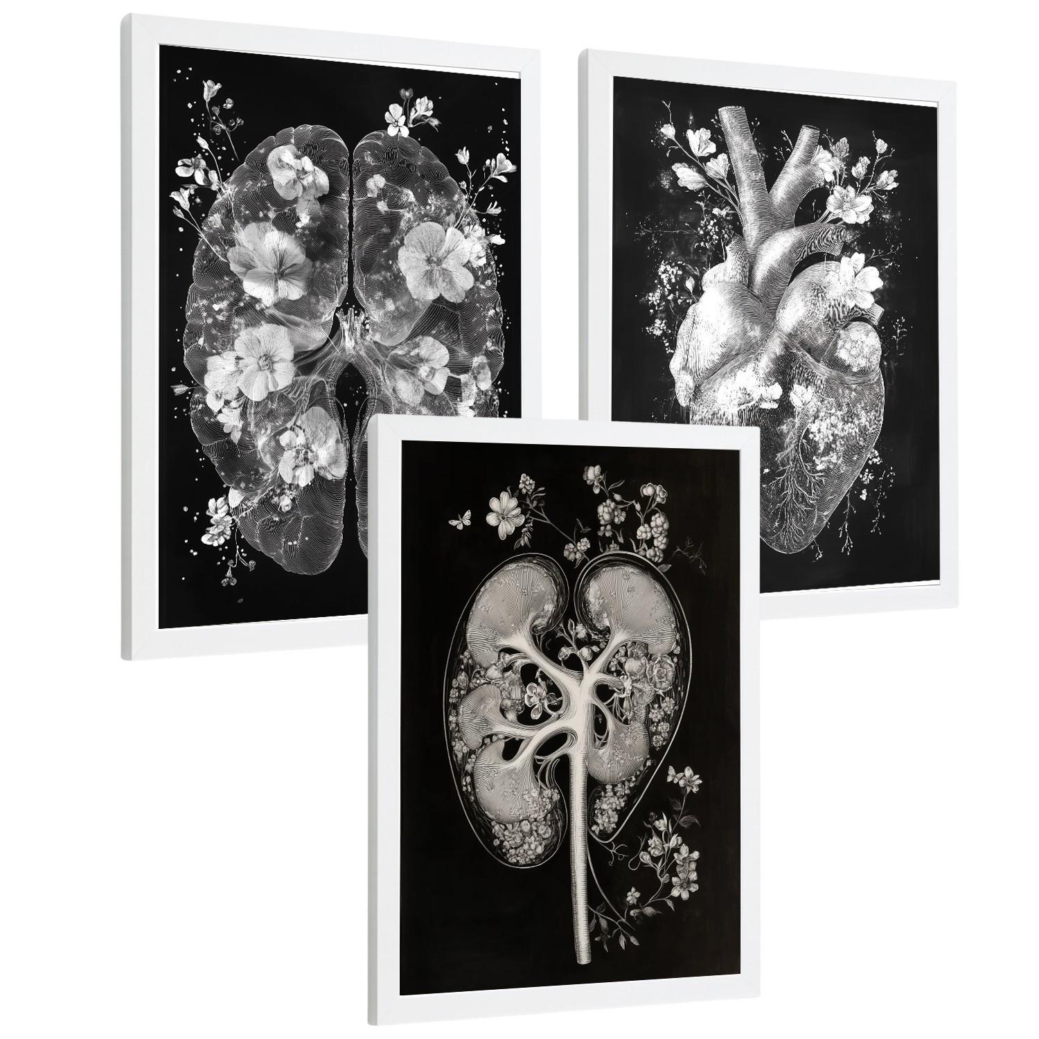 POSTER Set aus 3 Anatomie Drucke und Wandbilder mit Inneren Organen Gehirn Herz Nieren Minimalistisches Schwarz Weiß Design Größe Weißer Rahmen A3 - Weiß, Papier (29.7/42/3cm) - Nacnic