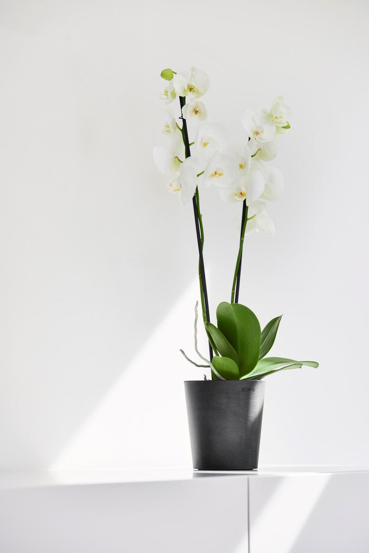 BLUMENTOPF Morinda Orchid 14/15 cm Dunkelgrau - Dunkelgrau, Kunststoff (14/15cm) - Ecopots