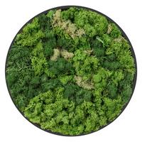 MOOSBILD Rund Ø 40 cm Mooswand Indoor mit Echtem Islandmoos und Holzrahmen Grün Pflegefrei - Salbeigrün, Naturmaterialien (40/40/3cm) - ECD-Germany