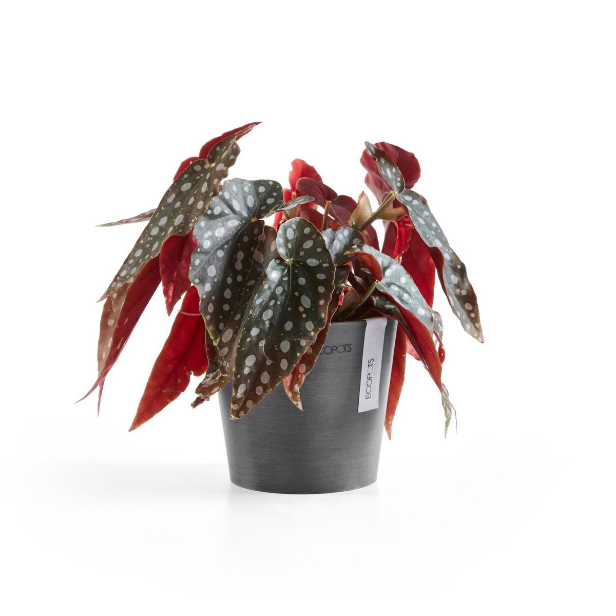 BLUMENTOPF Amsterdam 13/11,4 cm Grau - Grau, Kunststoff (13/11.4cm) - Ecopots