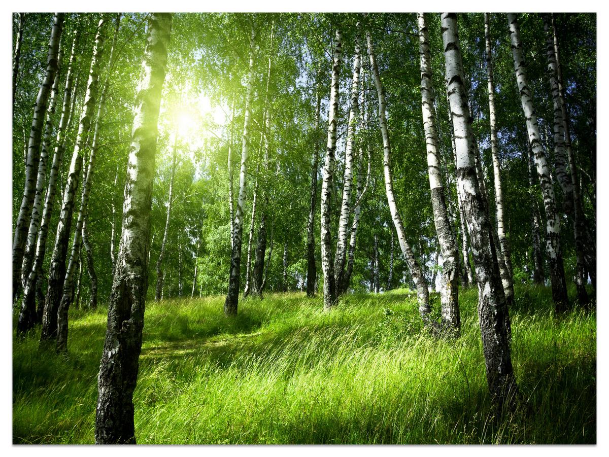 FOTOTAPETE für Wohnzimmer Grüner Birkenwald Gras Sonne Natur 400x280 - Schwarz/Weiß, Papier (400/280cm) - Muralo