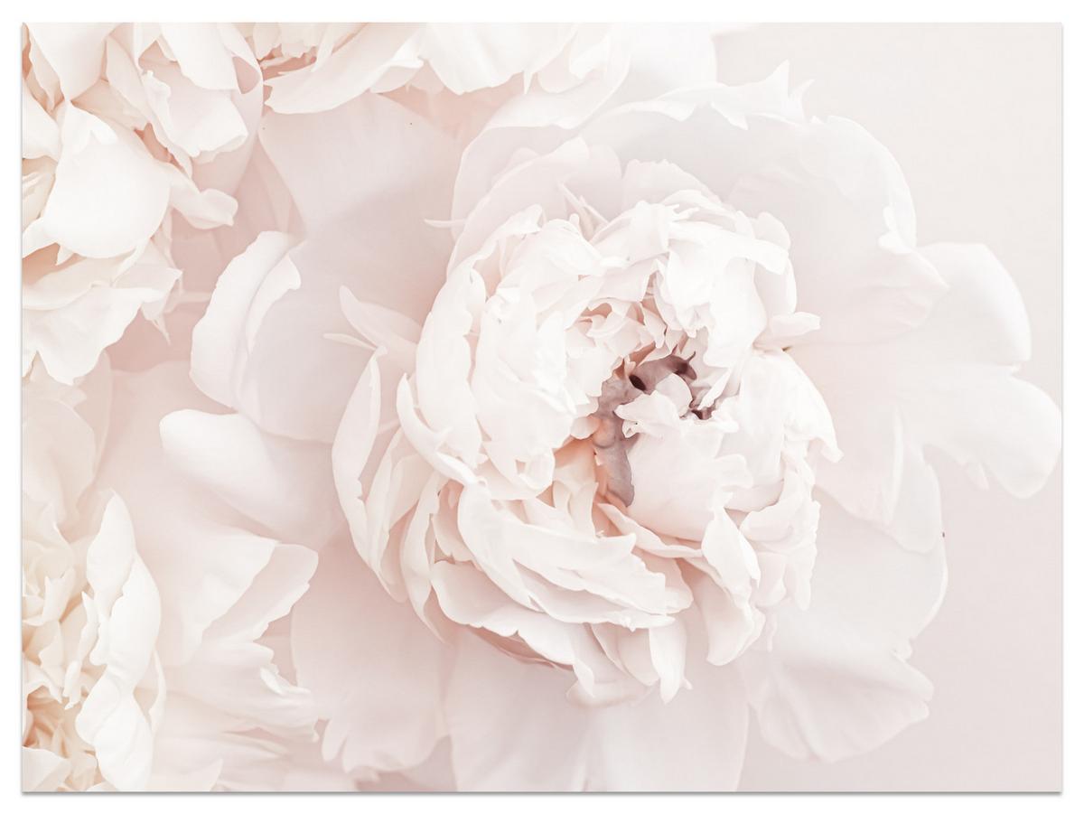 FOTOTAPETE für Schlafzimmer Pfingstrosen Blumen 3D 500x350 - Beige/Rosa, Papier (500/350cm) - Muralo