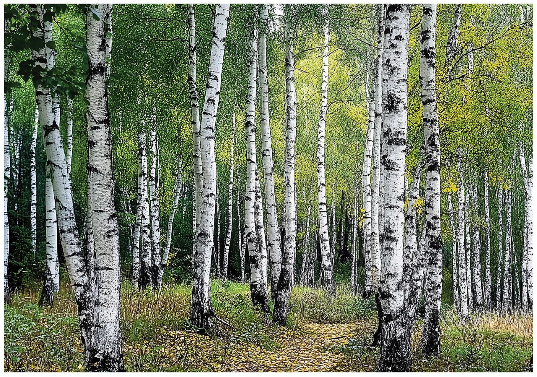 FOTOTAPETE 3D Effekt Wald Bäume Natur Tapete Wohnzimmer 300x210 - Multicolor, Papier (300/210cm) - Wallarena