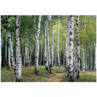 FOTOTAPETE 3D Effekt Wald Bäume Natur Tapete Wohnzimmer 300x210 - Multicolor, Papier (300/210cm) - Wallarena