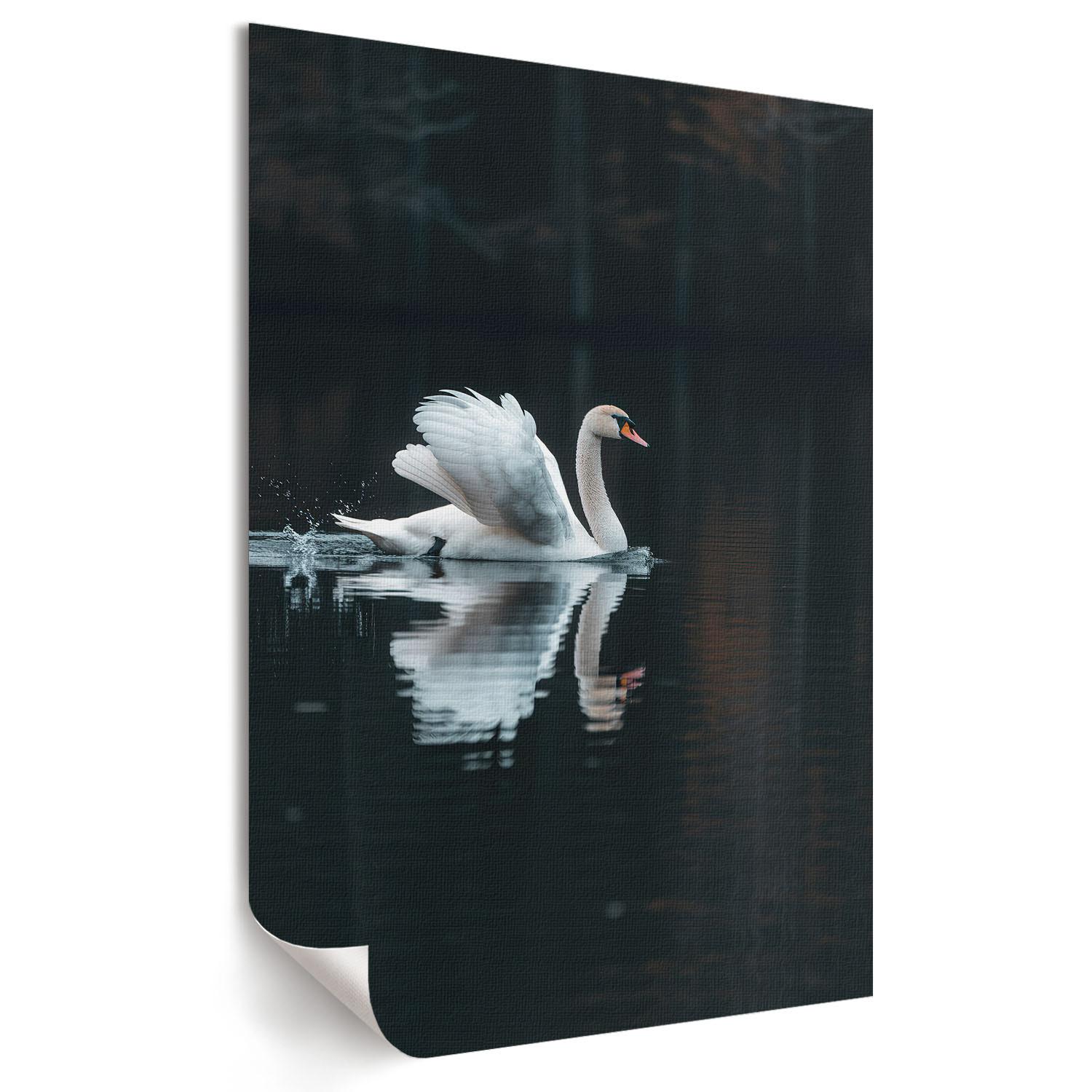 POSTER - 21x29 cm - Opium - Schwan im Wasser - Schwarz, Textil (21/29.7/0.1cm) - TULUP