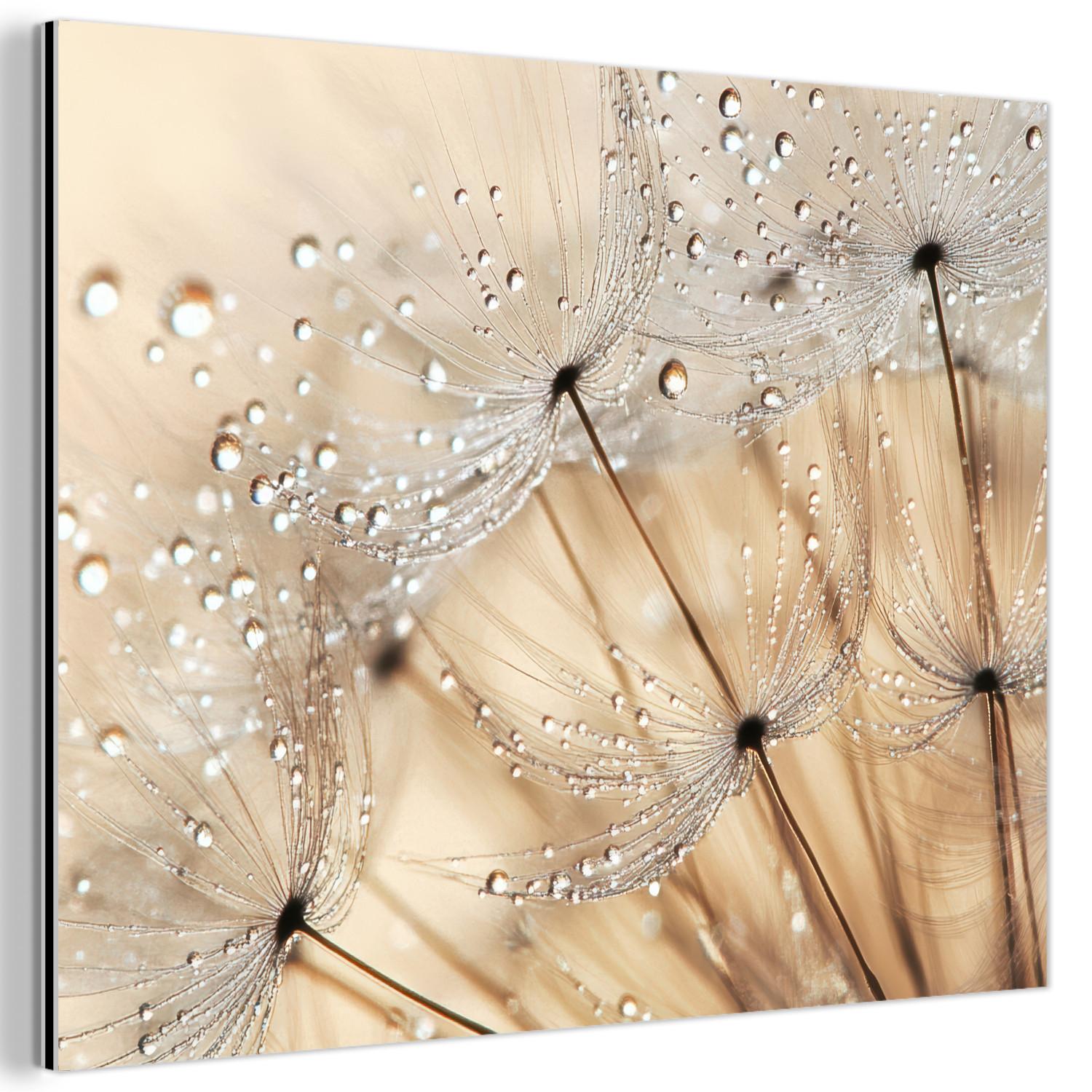 METALLBILD Löwenzahn - Abstrakt - Natur - Beige 80x60 cm - Braun, Metall (80/60cm) - MuchoWow