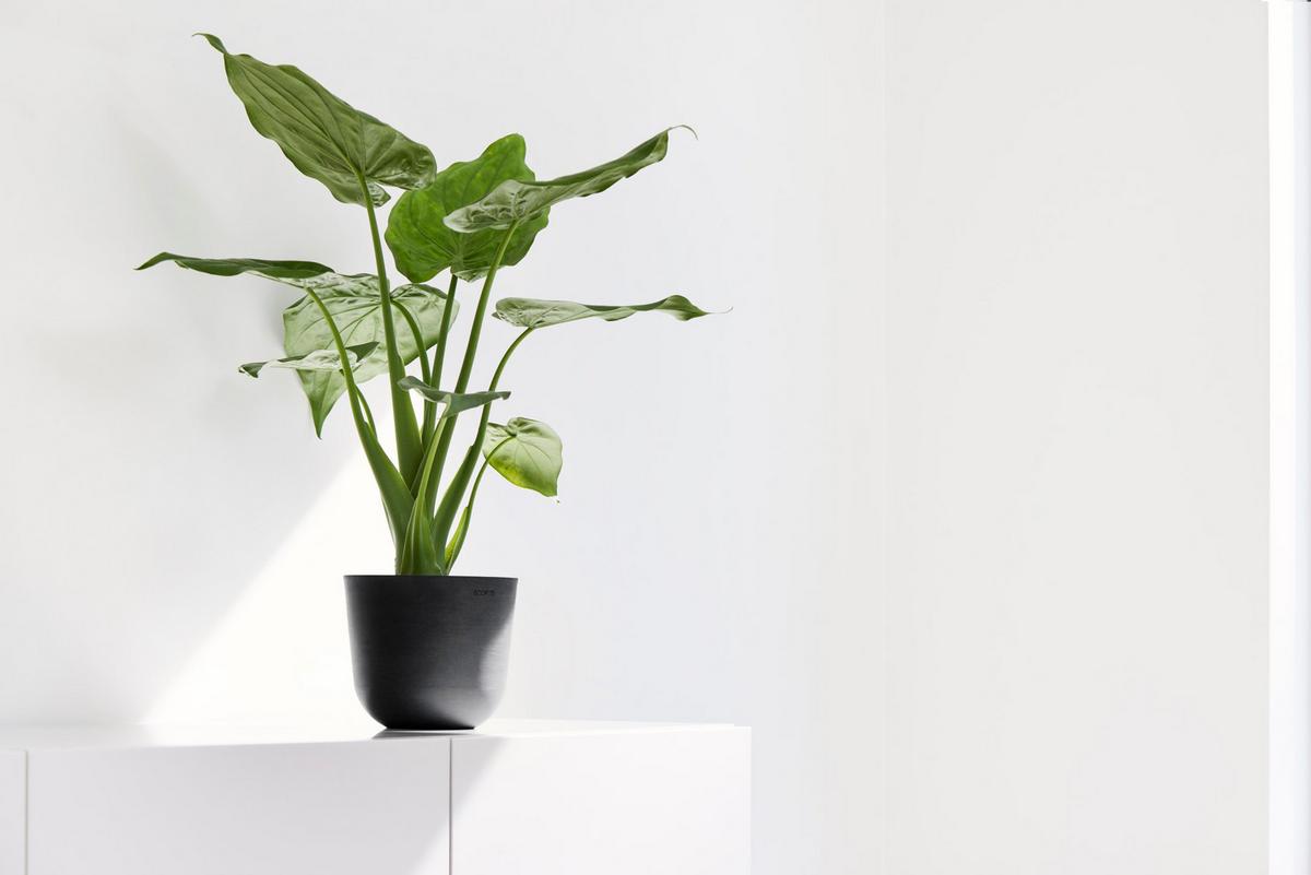 BLUMENTOPF Oslo Mini 16/13,7 cm Dunkelgrau - Dunkelgrau, Kunststoff (16/13.7cm) - Ecopots