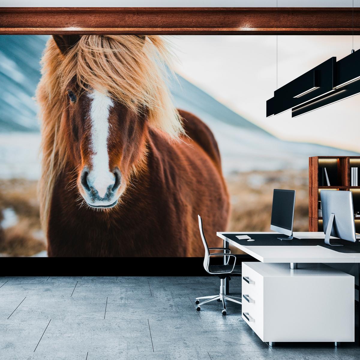 FOTOTAPETE für Schlafzimmer Isländisches Wildpferd Portrait Wiese 100x70 - Beige/Braun, Papier (100/70cm) - Muralo
