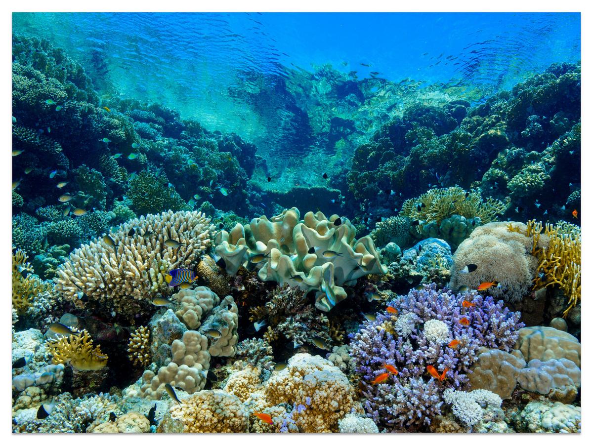 FOTOTAPETE Unterwasserwelt Korallenriff Bunte Fische Meer Natur 300x210 - Türkis/Gelb, Papier (300/210cm) - Muralo
