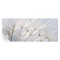 FOTOTAPETE 250x104 cm - Rosafarbener Löwenzahn - Weiß, Textil (250/104cm) - Wallfluent