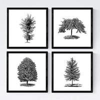 POSTER Set mit 4 Bädern Zierbäume weißer Hintergrund 20x20cm Schwarzer Rahmen - Schwarz, Papier (20/3cm) - Nacnic