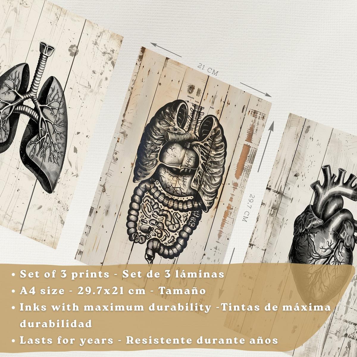 POSTER Set aus 3 Anatomie Mensch Drucke und Wandbilder mit Lungen Darm und Herz Rustikaler Stil Medizinische Wanddekoration Größe Schwarzer Rahmen A4 - Schwarz, Papier (21/29.7/3cm) - Nacnic