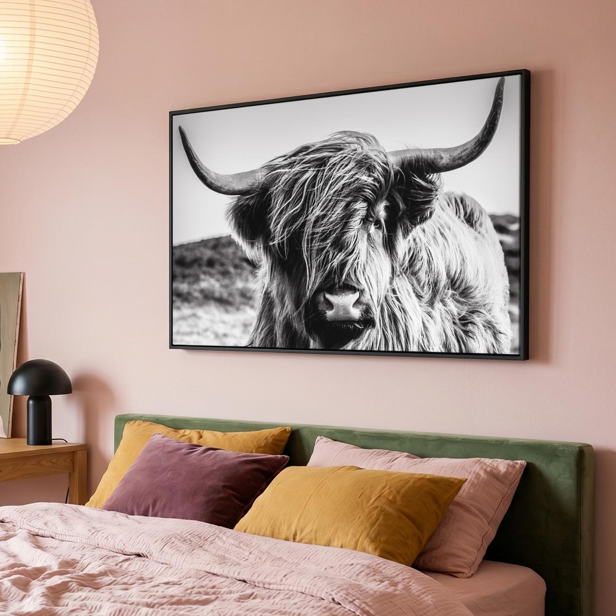 LEINWAND Bilder mit Rahmen - Kuh - Schottischer Hochländer - Schwarz - Weiß - Tier - Natur - Wildtiere - 150x100 - Schwarz, Textil (150/100cm) - MuchoWow