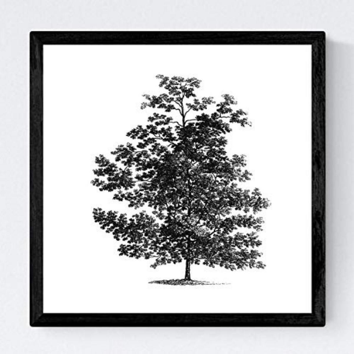 POSTER Set mit 4 Blättern der Laubbäume weiß 20x20cm Schwarzer Rahmen - Schwarz, Papier (20/3cm) - Nacnic