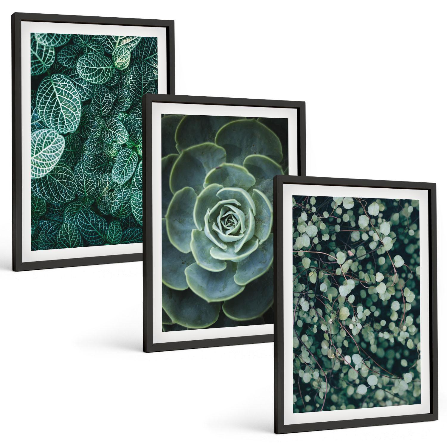 BILDER SET 3er Set - 40x60 cm Schwarzer Rahmen - Sukkulenten - Schwarz, Kunststoff (40/60cm) - TULUP