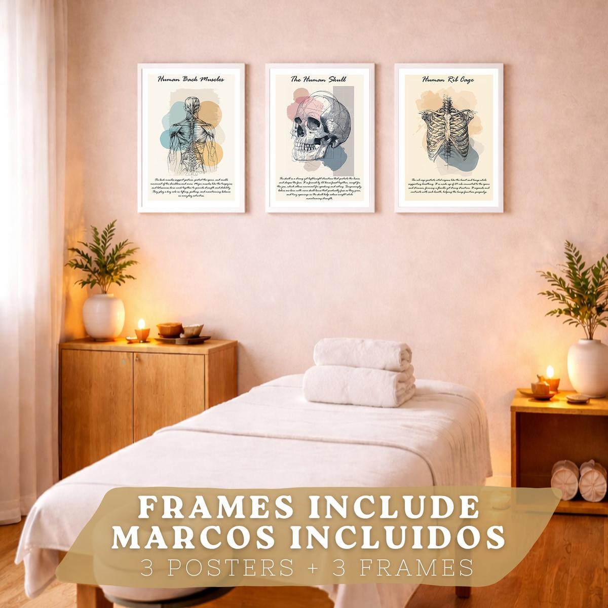 POSTER Set aus 3 Anatomie Mensch Lernposter Drucke und Wandbilder mit Muskeln Rücken Brustkorb Schädel Wanddekoration Größe Weißer Rahmen A3 - Weiß, Papier (29.7/42/3cm) - Nacnic