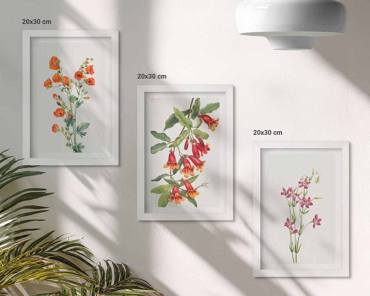BILDER SET 3er Set - 20x30 cm Weißer Rahmen - Vintage-Retro-Blumenmalerei - Weiß, Kunststoff (20/30cm) - TULUP