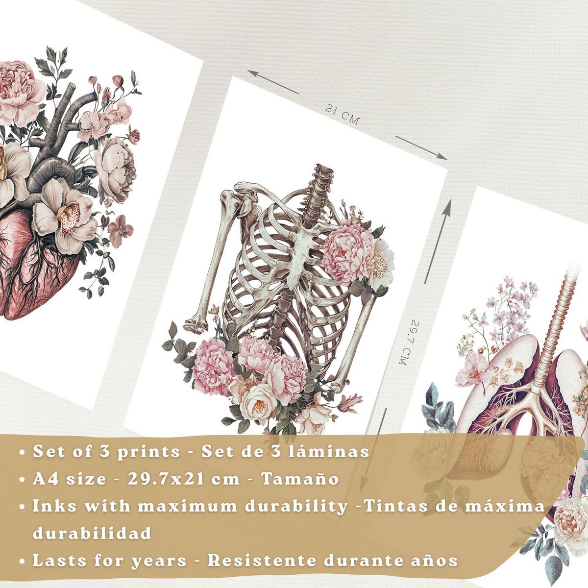 POSTER Set aus 3 Anatomie Florale Drucke und Wandbilder mit Herz Brustkorb und Lungen Detaillierter Illustrationsstil Größe Schwarzer Rahmen A4 - Schwarz, Papier (21/29.7/3cm) - Nacnic