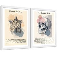 POSTER Set aus 2 Anatomie Mensch Lernposter Drucke und Wandbilder mit Skelett Rippen und Schädel Klinik Büro Dekoration Größe Weißer Rahmen A3 - Weiß, Papier (29.7/42/3cm) - Nacnic