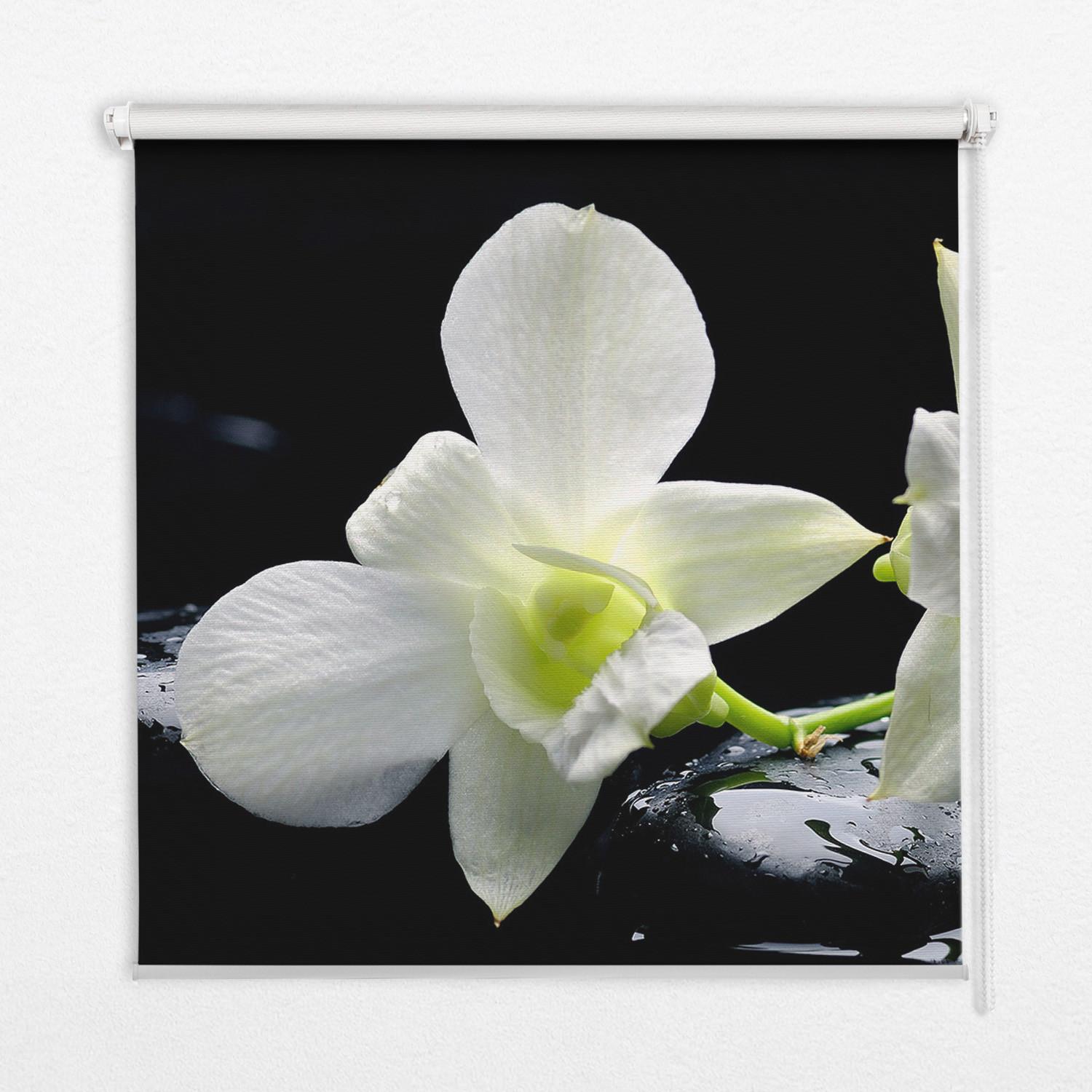 INNENROLLO - Fensterrollo - Rollo - 60x40 cm - Orchideen - Schwarz, Kunststoff (60/140/0.5cm) - TULUP