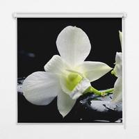 INNENROLLO - Fensterrollo - Rollo - 120x140 cm - Orchideen - Schwarz, Kunststoff (120/140/0.5cm) - TULUP