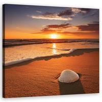 WANDBILD muscheln natur - Orange, Textil (50/50cm) - Feeby