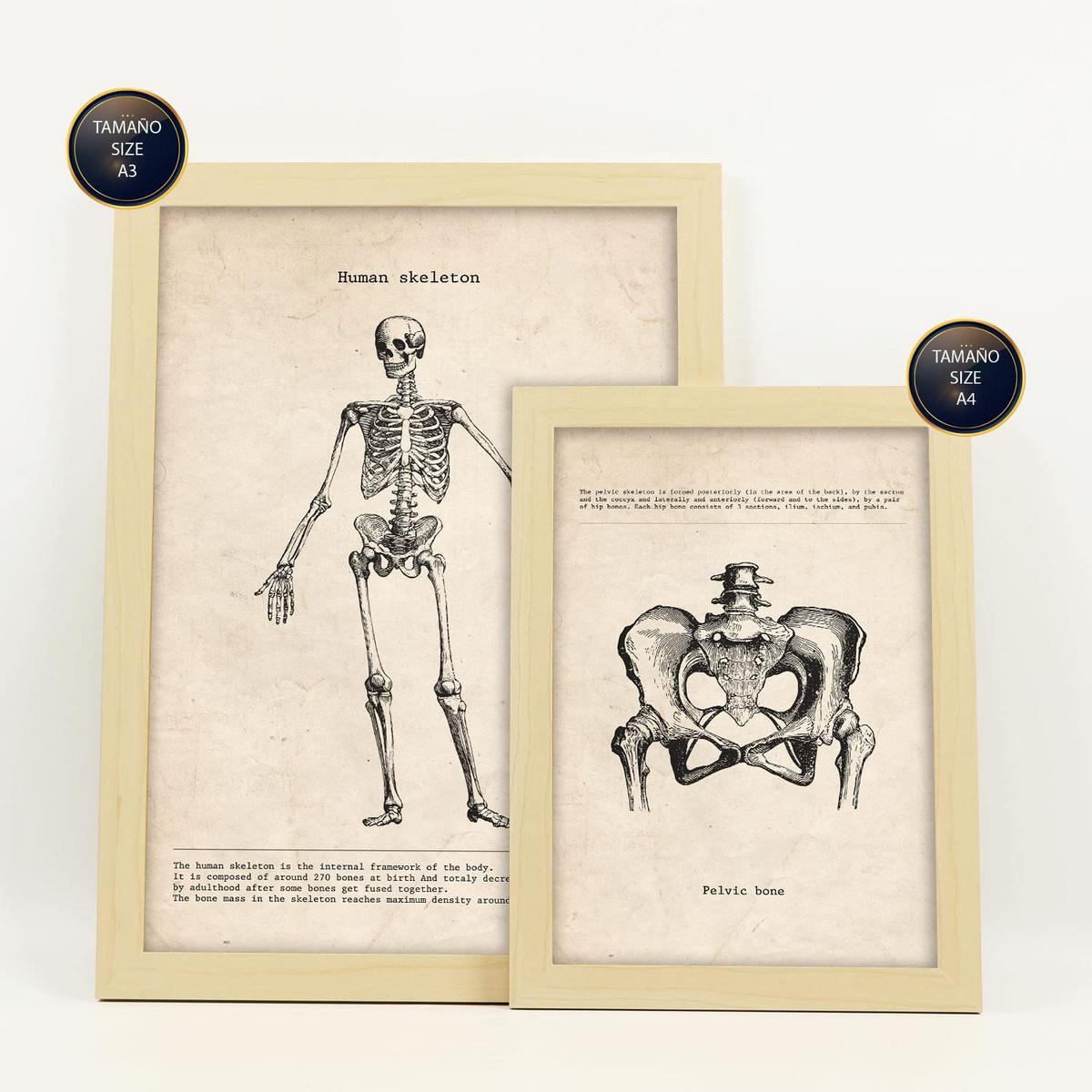 POSTER Set Mit 6 Skelett Medizinische Illustrationen Im Vintage Stil Von Anatomie, Körperteilen, Knochen Und Muskeln A3 & A4 Rahmen Aus Hellem Holz - Beige, Papier (29/3cm) - Nacnic