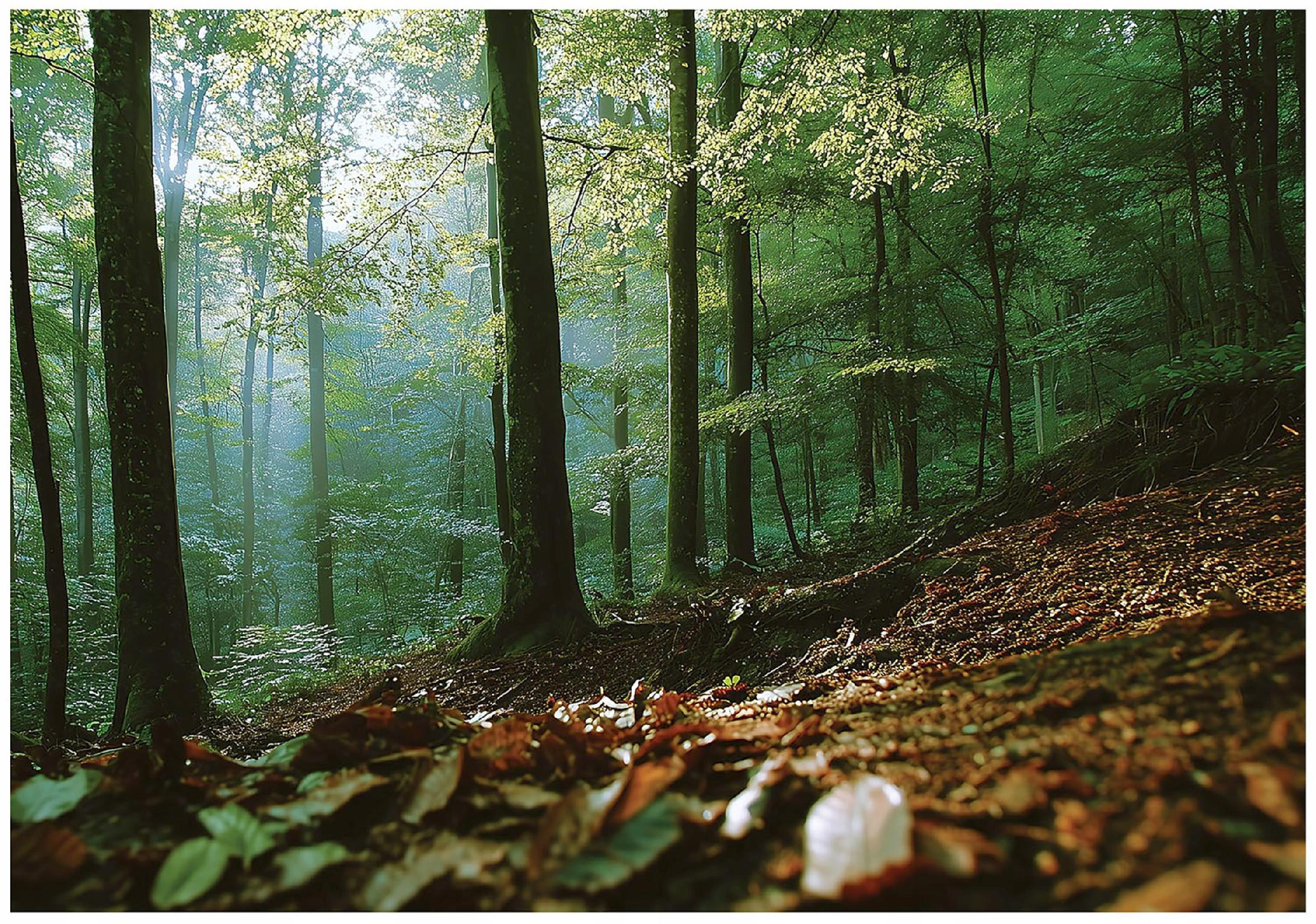 FOTOTAPETE Wald 3D Effekt Natur Wohnzimmer 150x105 - Multicolor, Papier (150/105cm) - Wallarena