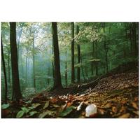 FOTOTAPETE Wald 3D Effekt Natur Wohnzimmer 150x105 - Multicolor, Papier (150/105cm) - Wallarena