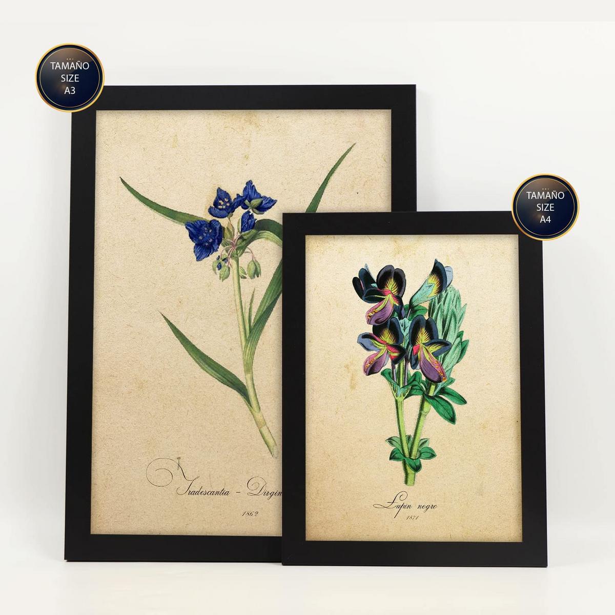 POSTER Set Mit 6 Blaue Blumen Vollfarbige Natur Und Botanikdrucke Mit Blumenmotiven Im Vintage Papier Stil Innenarchitektur A3 & A4 Schwarzer Rahmen - Schwarz, Papier (29/3cm) - Nacnic