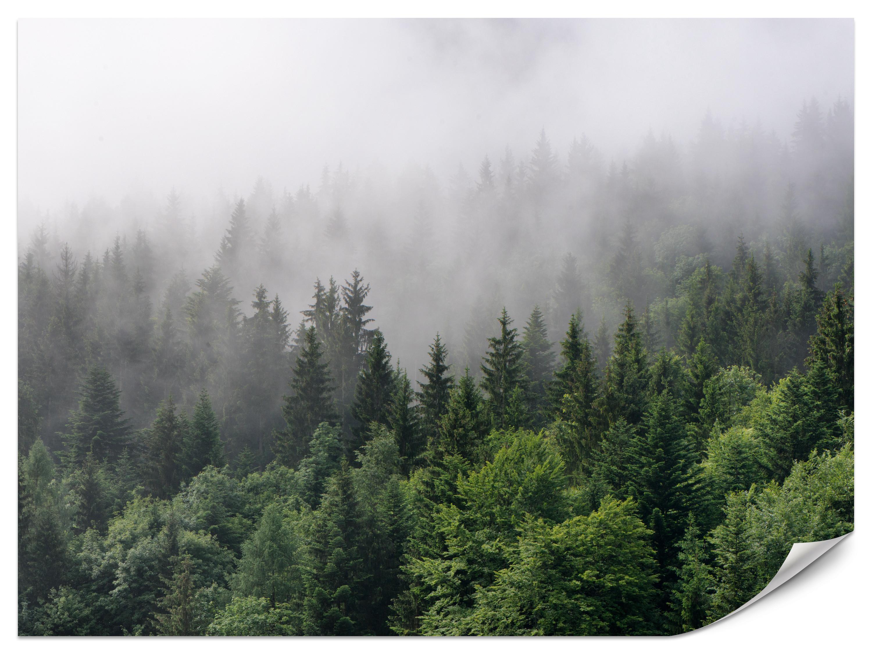 FOTOTAPETE für Wohnzimmer Nadelbäume Nebelwald Grün 350x256 - Grau/Grün, Papier (350/256cm) - Muralo