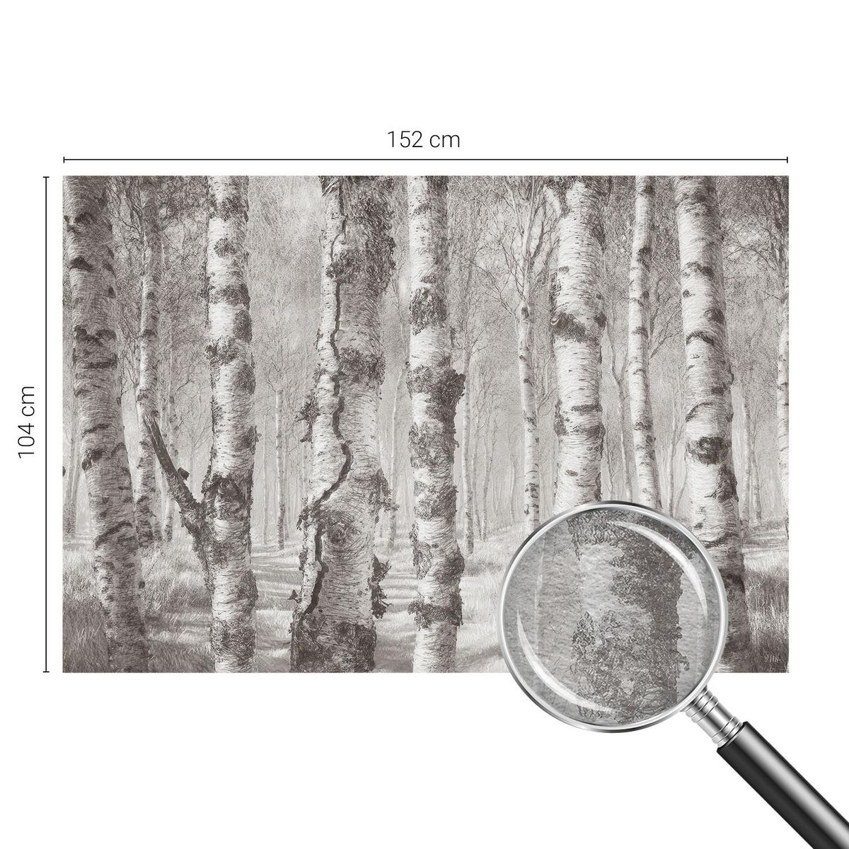 FOTOTAPETE 152x104 cm - Birkenwald - Schwarz, Textil (152/104cm) - Wallfluent