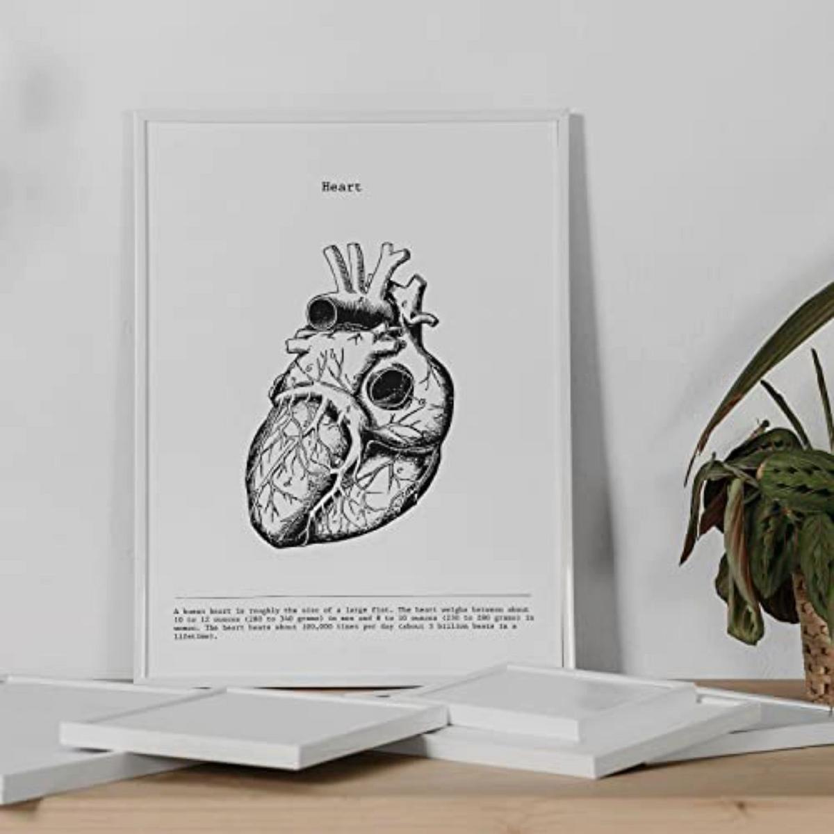 POSTER Set Mit 3 Herz, Gehirn Und Lunge A4 Rahmenlos - Klar, Papier (21/1cm) - Nacnic