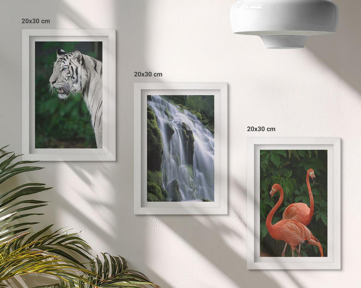 BILDER SET 3er Set - 20x30 cm Weißer Rahmen - Tiger Wasserfall Flamingos Natur - Weiß, Kunststoff (20/30cm) - TULUP