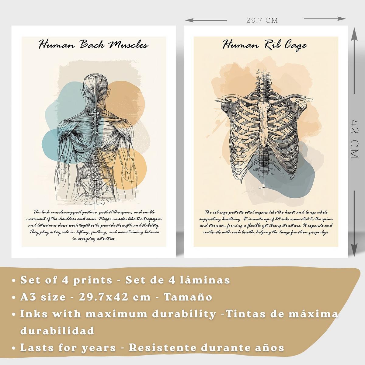POSTER Set aus 4 Anatomie Mensch Lernposter Drucke und mit Muskeln Rücken Rippen Gehirn und Schädel Modernes Design Größe Schwarzer Rahmen A3 - Schwarz, Papier (29.7/42/3cm) - Nacnic