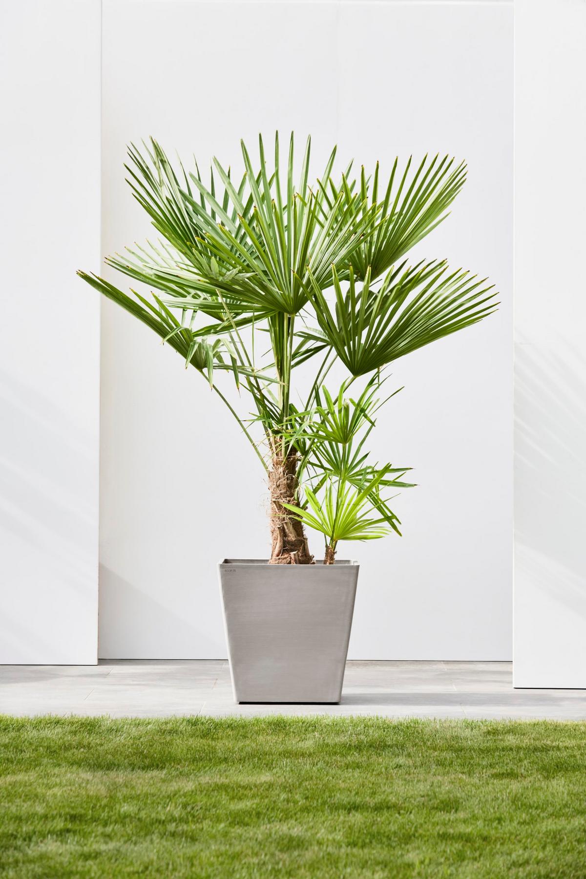 BLUMENTOPF Rotterdam Wheels 50,2/50,2/49,5 cm Taupe - Taupe, Kunststoff (50.2/49.5cm) - Ecopots