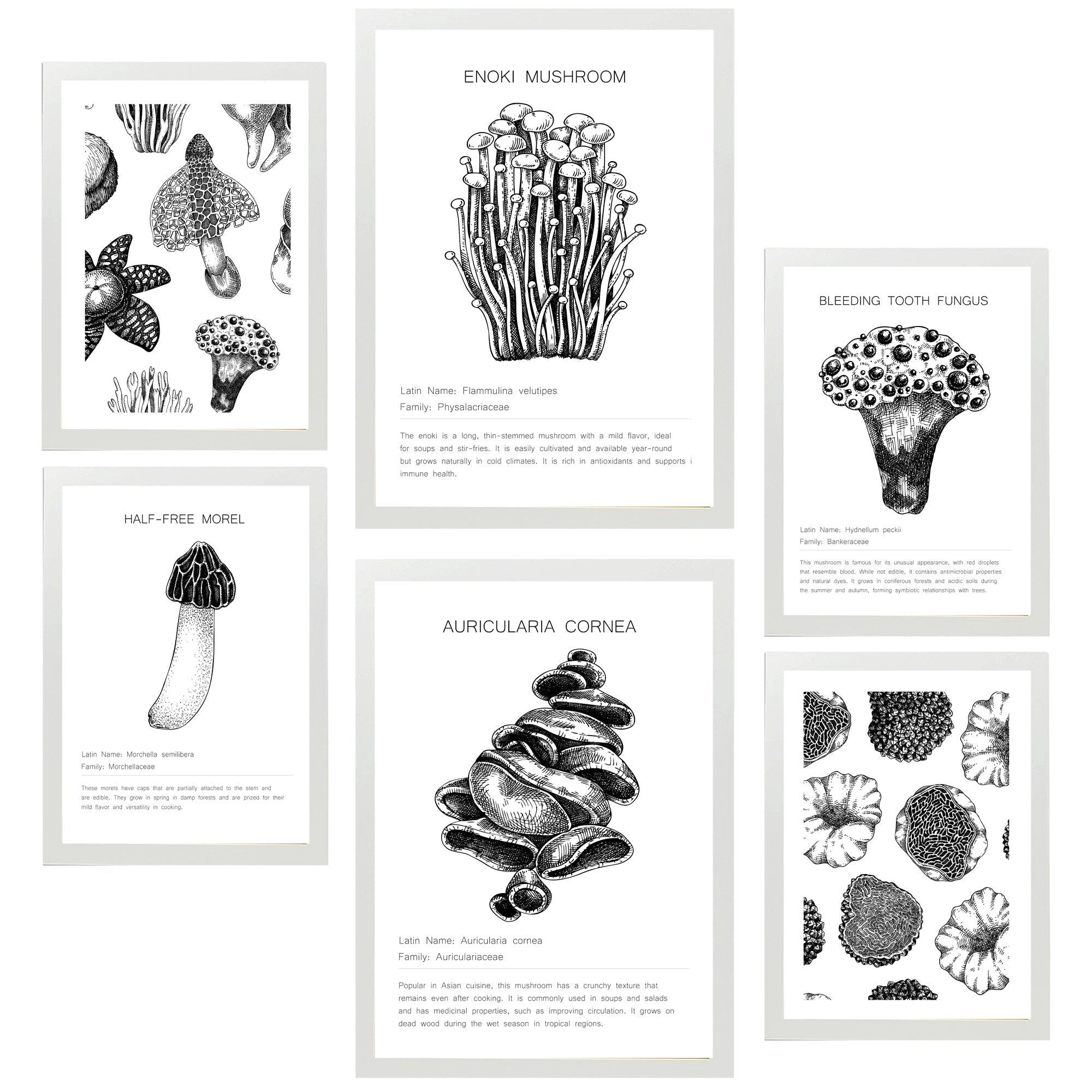POSTER Set Mit 6 Komposition Aus Schwarzen & Weißen Pilzen & Homgos A3 & A4 Weißer Rahmen - Weiß, Papier (29/3cm) - Nacnic