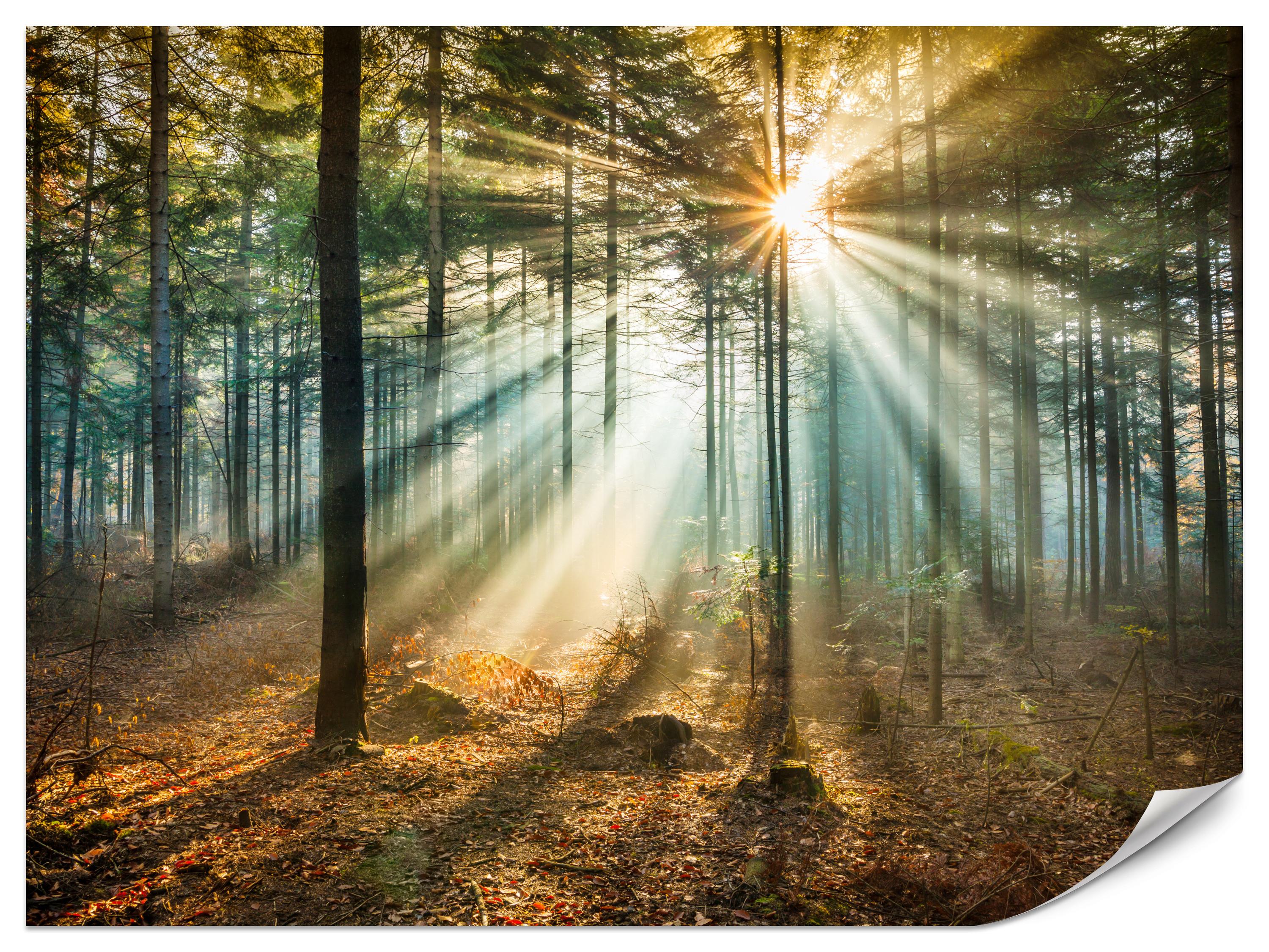 FOTOTAPETE für Wohnzimmer Herbstwald Sonnenuntergang Bäume Natur 300x210 - Beige/Gelb, Papier (300/210cm) - Muralo