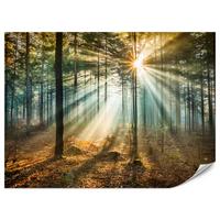 FOTOTAPETE für Wohnzimmer Herbstwald Sonnenuntergang Bäume Natur 300x210 - Beige/Gelb, Papier (300/210cm) - Muralo
