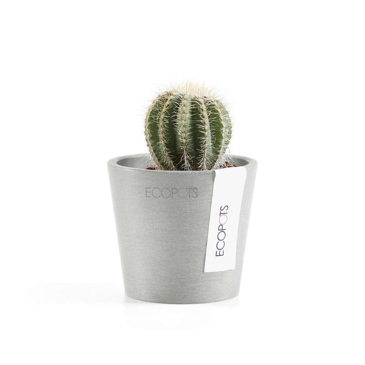 BLUMENTOPF Amsterdam46211cm Hellgrau - Hellgrau, Kunststoff (8/7cm) - Ecopots