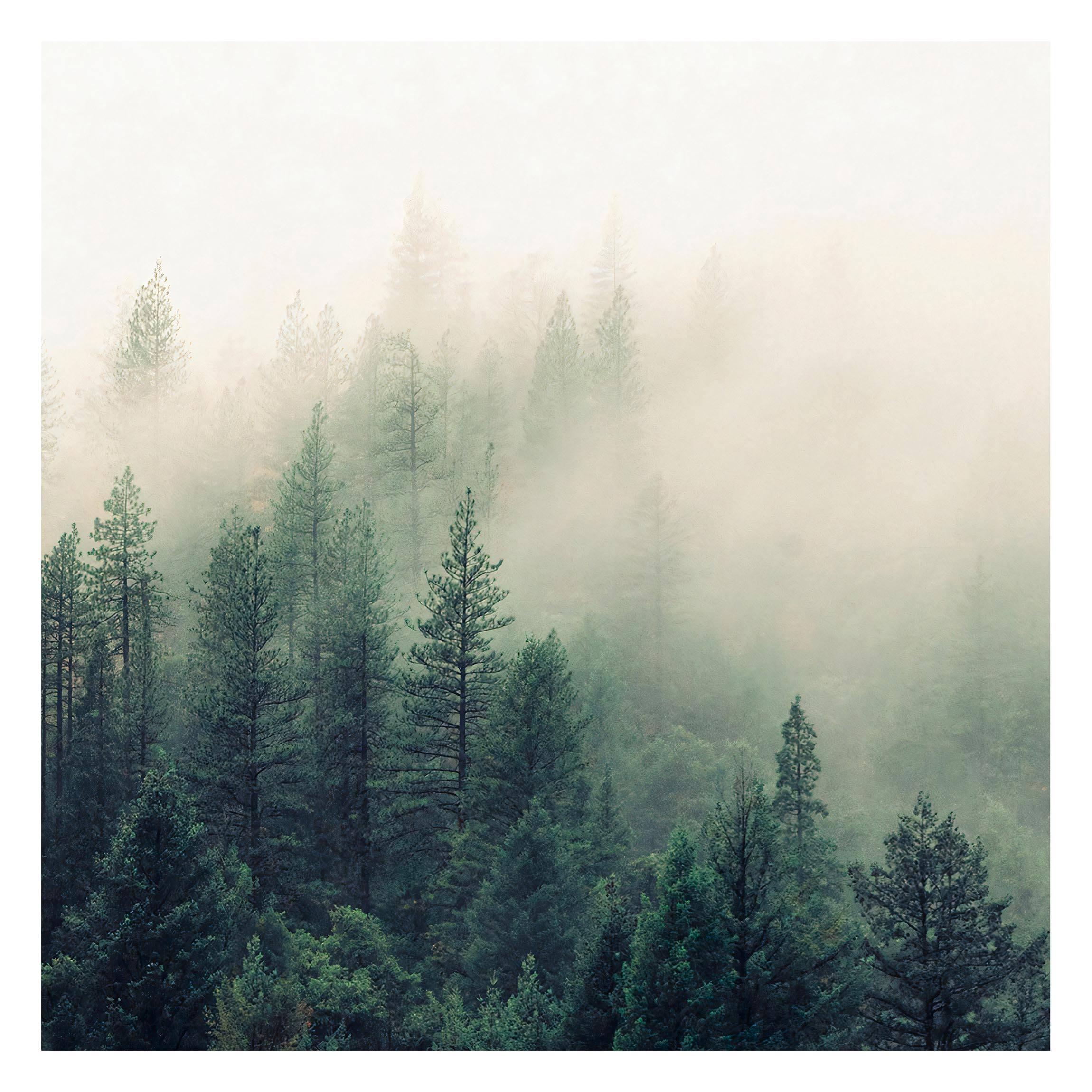 FOTOTAPETE Wald im Nebel Erwachen 192/192 cm - Grün, Papier (192/192cm) - Bilderwelten