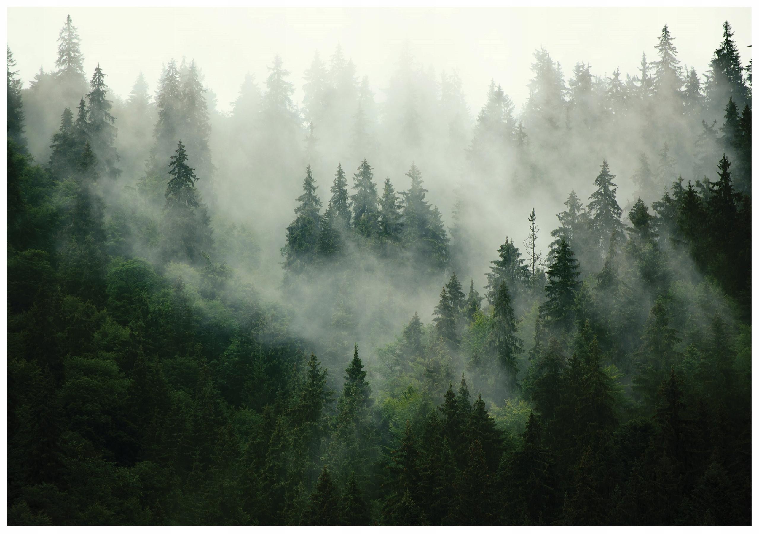 FOTOTAPETE Wald Nebel 150x105 - Multicolor, Papier (150/105cm) - Wallarena