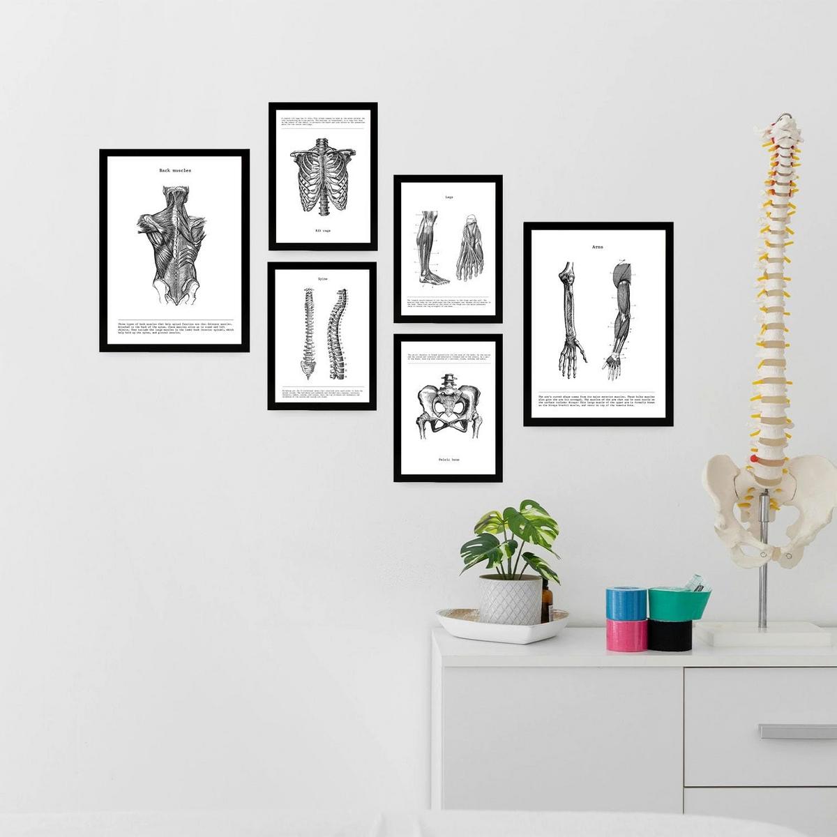 POSTER Set Mit 6 Anatomie Bildern Muskeln Und Knochen Rücken, Bein, Arm, Wirbelsäule, Becken, Rippen Ideal Für Kliniken A3 & A4 Schwarzer Rahmen - Schwarz, Papier (29/3cm) - Nacnic