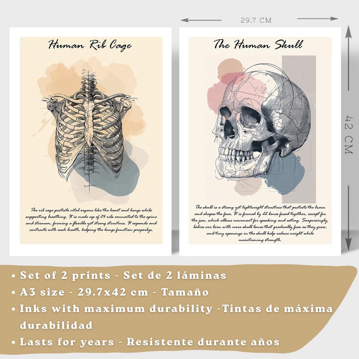 POSTER Set aus 2 Anatomie Mensch Lernposter Drucke und Wandbilder mit Skelett Rippen und Schädel Klinik Büro Dekoration Größe Leichter Holzrahmen A3 - Beige, Papier (29.7/42/3cm) - Nacnic