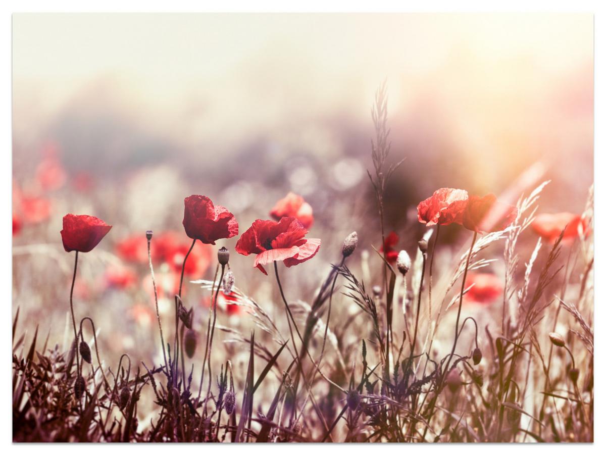 FOTOTAPETE für Esszimmer Feldblumen Rote Mohnwiese Sonne 450x315 - Rot/Orange, Papier (450/315cm) - Muralo