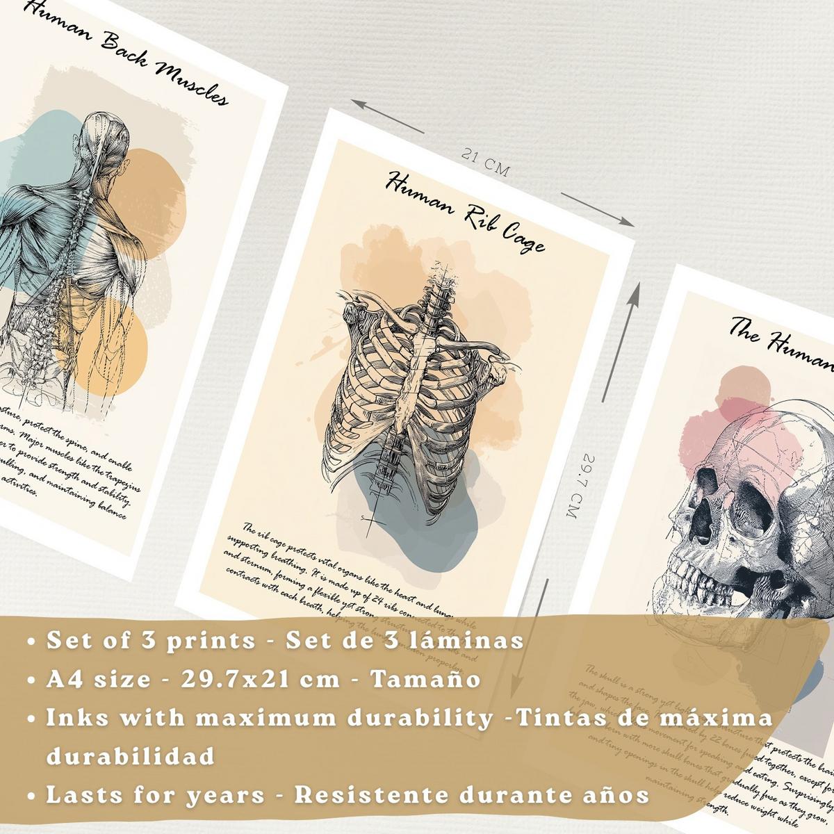 POSTER Set aus 3 Anatomie Mensch Lernposter Drucke und Wandbilder mit Muskeln Rücken Brustkorb Schädel Wanddekoration Größe Leichter Holzrahmen A4 - Beige, Papier (21/29.7/3cm) - Nacnic